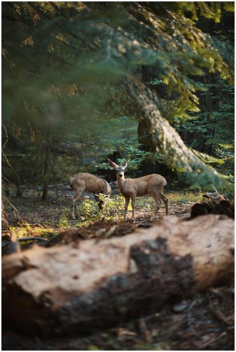 Two deer stand in a lush Californian forest, creat