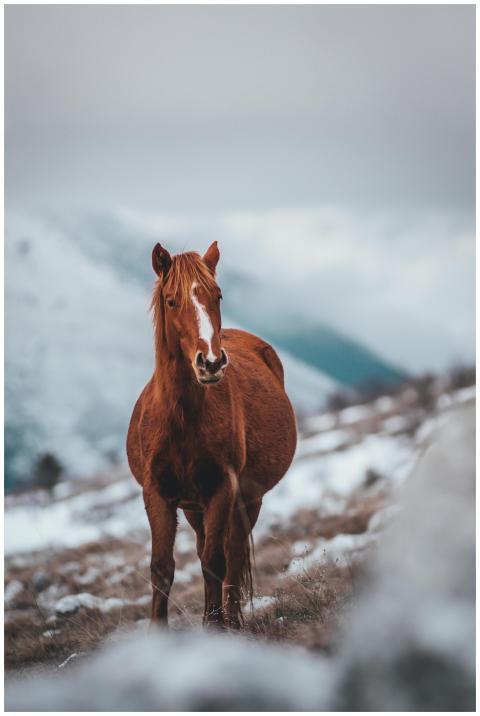 A magnificent brown horse stands in a serene snowy