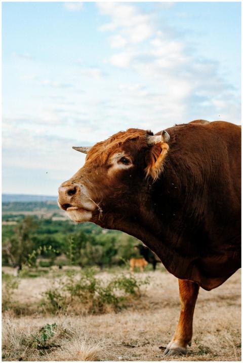 A close-up of a brown bull in a serene Spanish lan