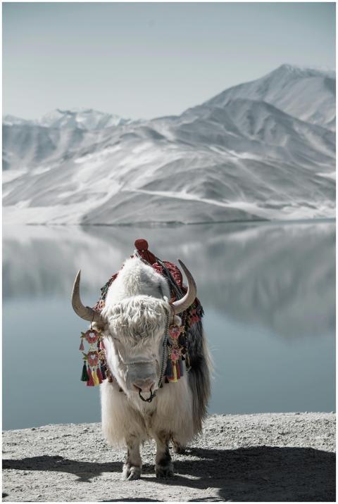 A decorated white yak stands by the tranquil lake