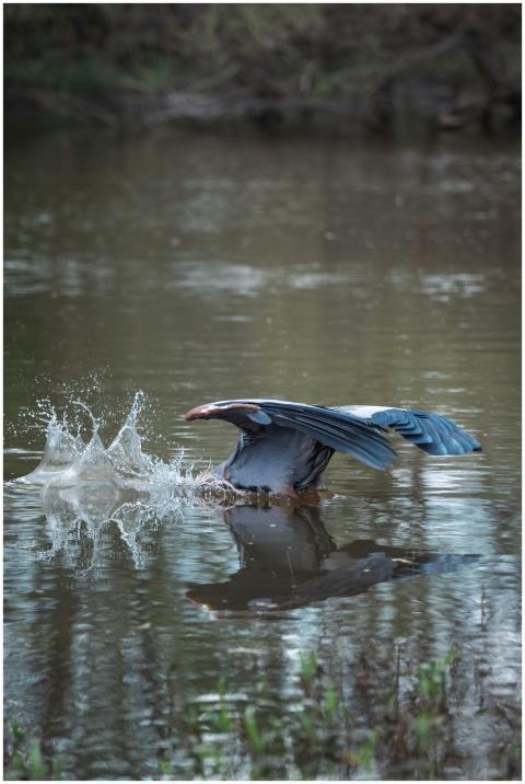 A heron gracefully skims the surface of a tranquil