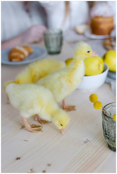 Adorable yellow ducklings exploring a rustic woode