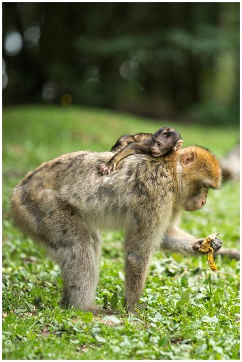 Barbary macaque with baby on its back foraging in