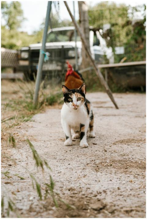 A calico cat and a rooster share a tranquil moment