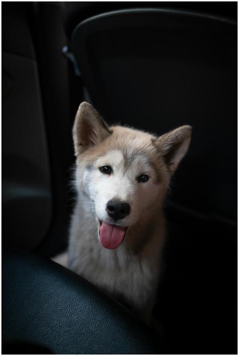 Cute Siberian Husky puppy with happy expression si