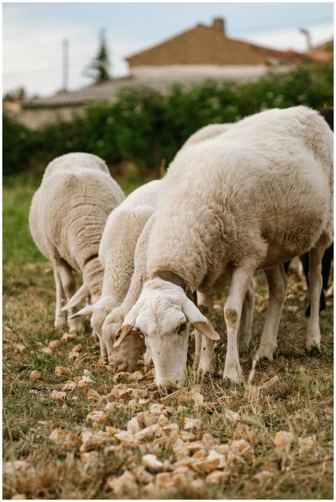 A group of white sheep grazing on a sunny day in t