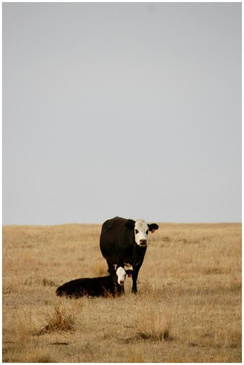 Black and white cows on a dry grassland under clea