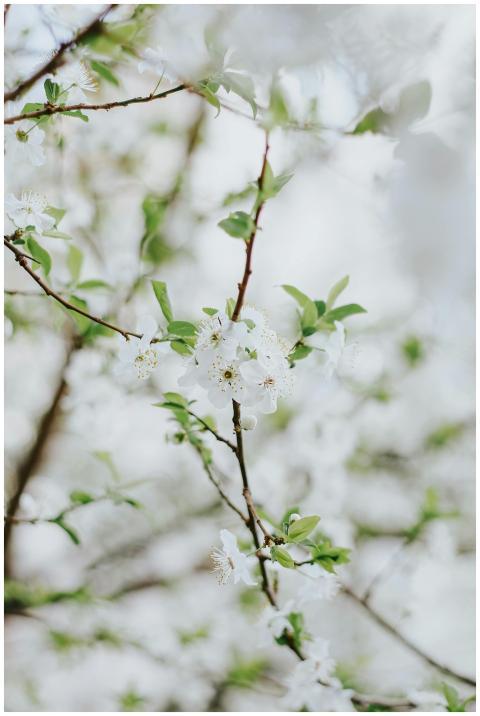 Close-up of delicate cherry blossoms on a branch s
