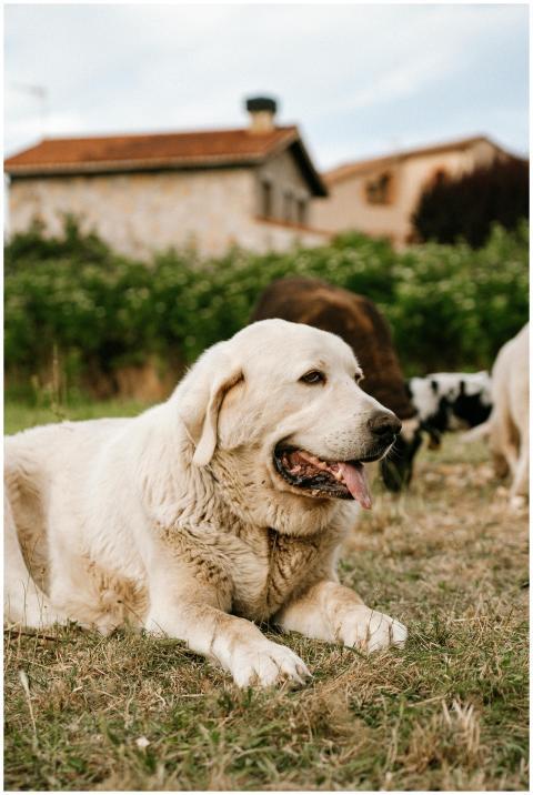A Maremma Sheepdog relaxing outdoors in a rustic S