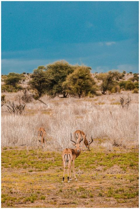 A group of gazelles grazing in the Tanzanian savan