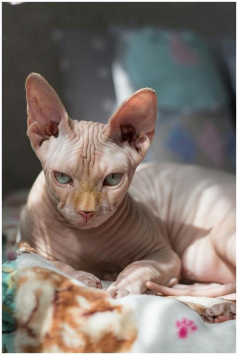 Curious Sphynx cat lounging on a cozy blanket with