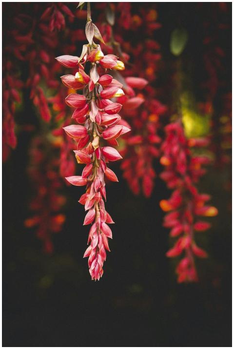 Close-up of vibrant pink flowers blooming beautifu