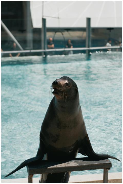 California sea lion posing by a pool in a Hungary