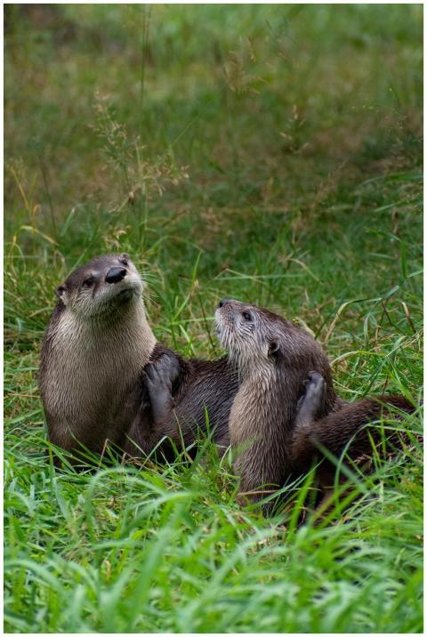 Two adorable otters playing in vibrant green grass