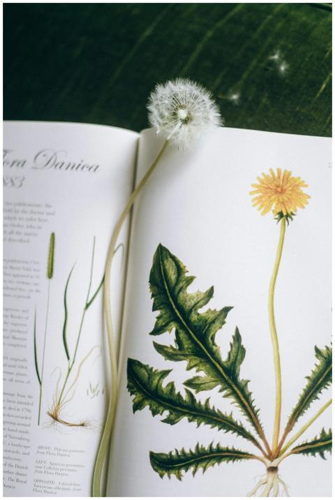 Open botanical book featuring dandelion illustrati