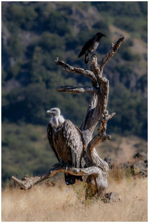 A vulture and crow perched on a dead tree in a wil