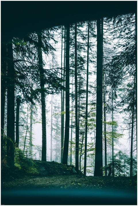 A serene view of misty forest trees through a car