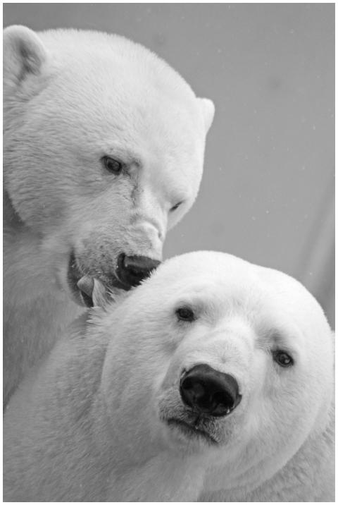 Intimate black and white photo of two polar bears