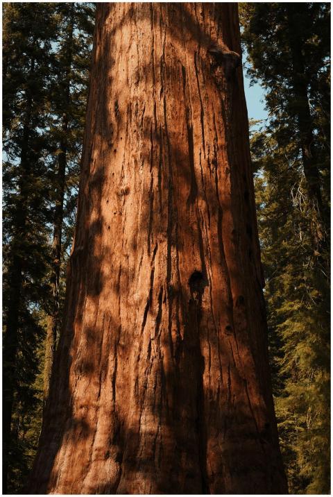 A stunning view of a towering redwood tree in a Ca