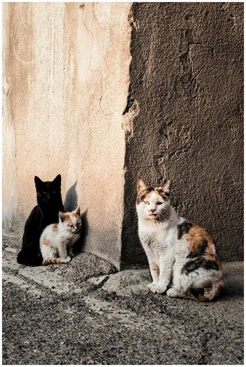 Three cats resting against a textured wall in Yere