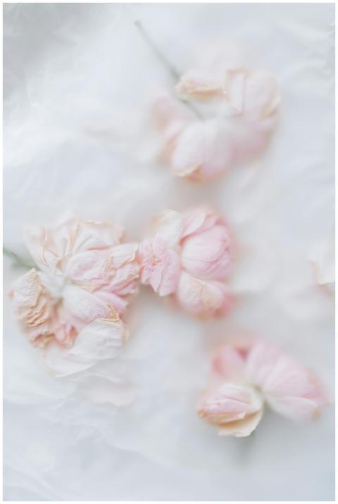 Soft pink roses in a dreamy, faded artistic style