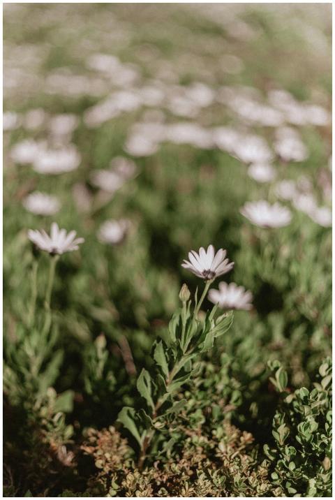 Serene scene of white blossoms in full bloom on a