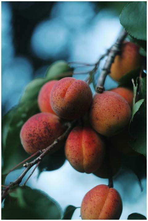 A detailed shot of fresh ripe apricots hanging fro