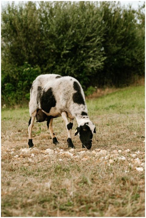 A sheep grazes on a meadow in Spain, showcasing ru