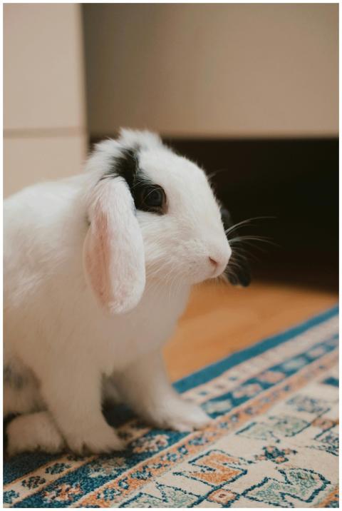 Cute white and black Holland Lop rabbit sitting on