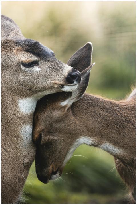 Close-up of two deer nuzzling in a serene natural