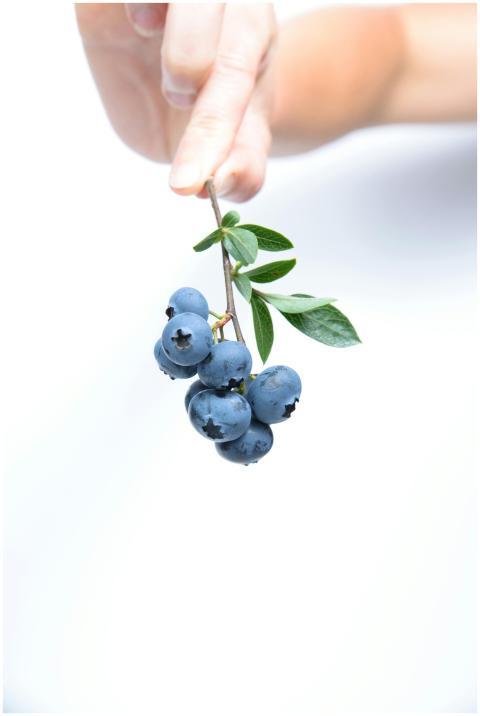 Close-up of hand holding fresh blueberries on bran