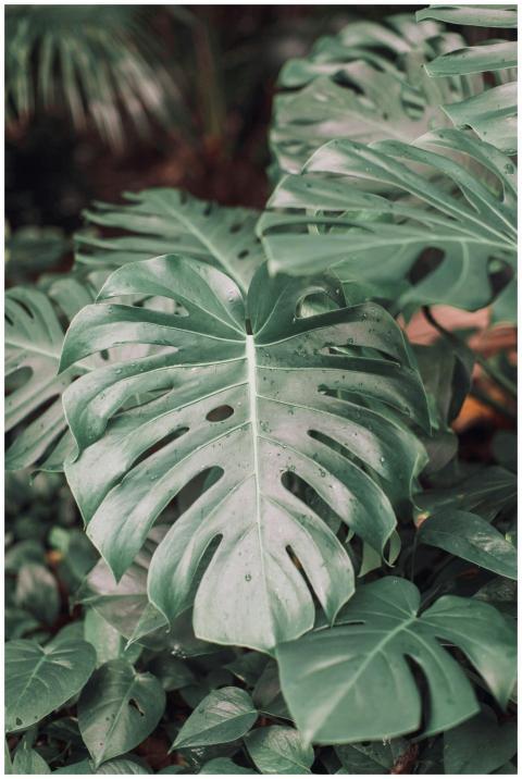 Close-up of vibrant monstera leaves with visible d