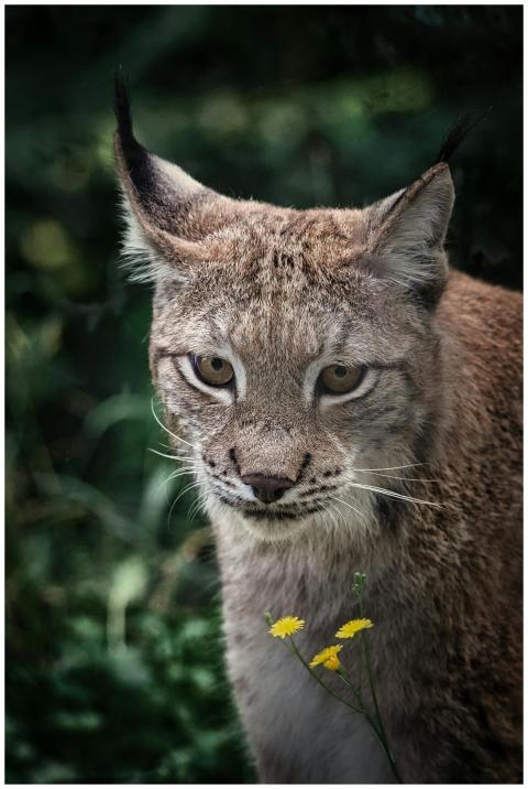 A captivating close-up of a lynx staring intently