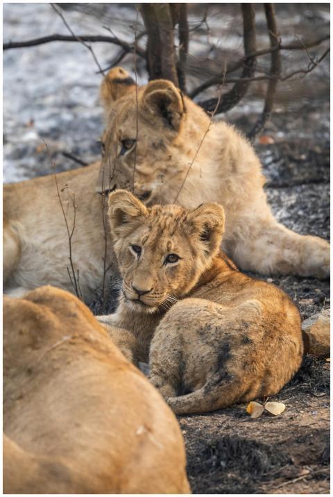 Two lion cubs relaxing in the natural habitat, sho