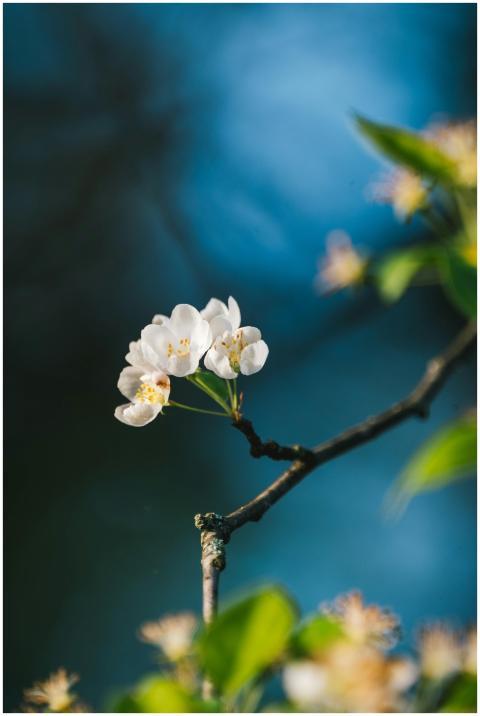 Close-up of white flowers blooming on an apple tre