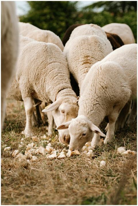 Sheep feeding in a grassy field in Spain, showcasi