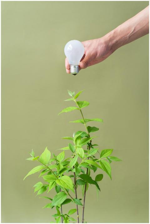 A hand holds a lightbulb above a young plant, symb