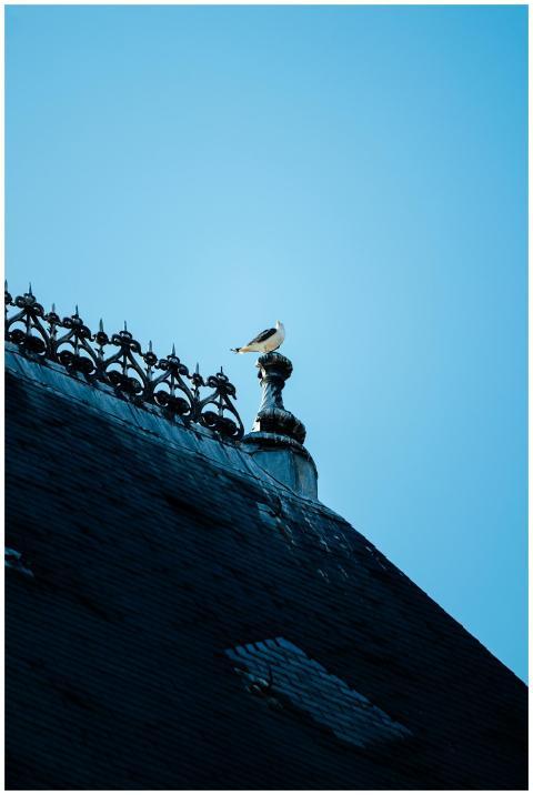 A seagull perched on an ornate rooftop against a v