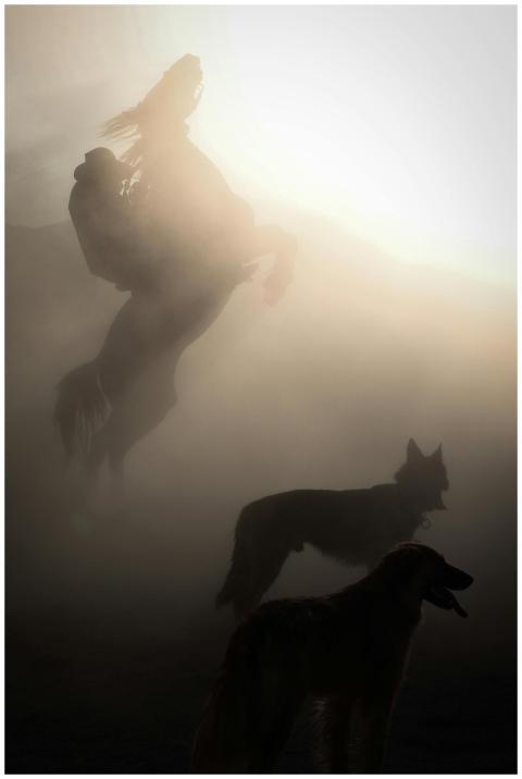 Misty silhouette of a horse rearing and dogs in th