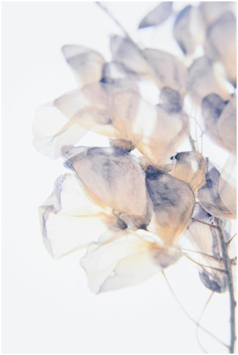 Close-up of delicate translucent flowers in soft p