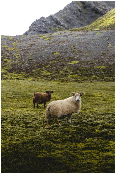 Two sheep grazing on a lush green mossy hillside w