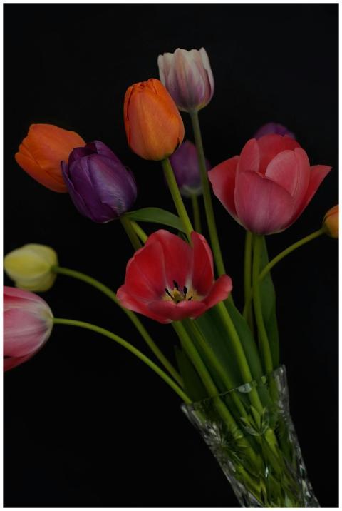 Free stock photo of blooms, blossoms, bouquets