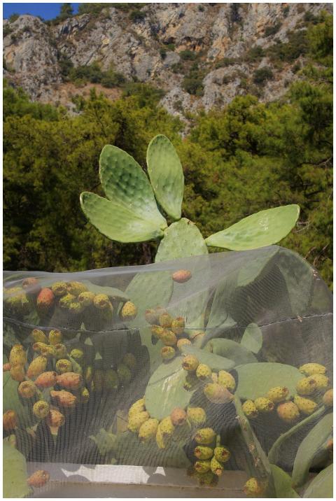 Vibrant prickly pear cactus against rocky mountain