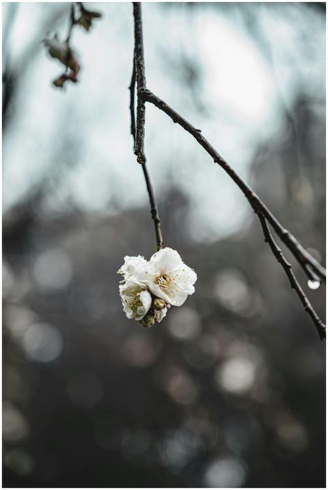 Close-up of a white blossom on a branch with dew d