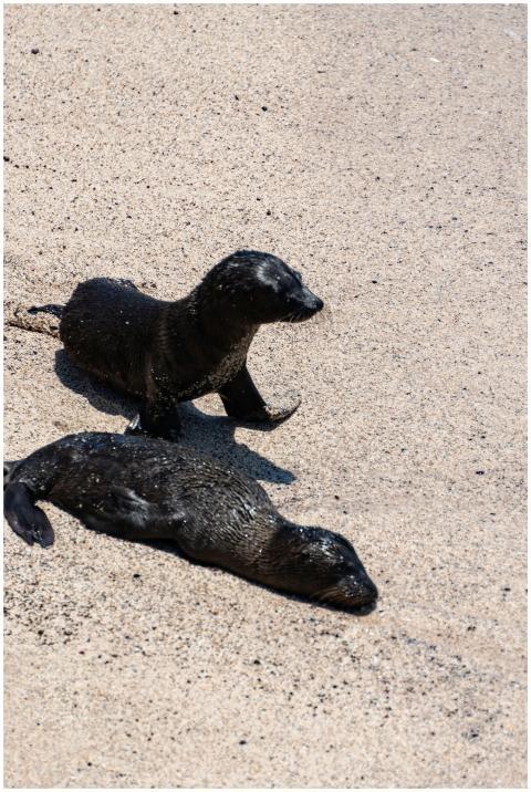 Seal pups resting on sandy beach, showcasing wildl