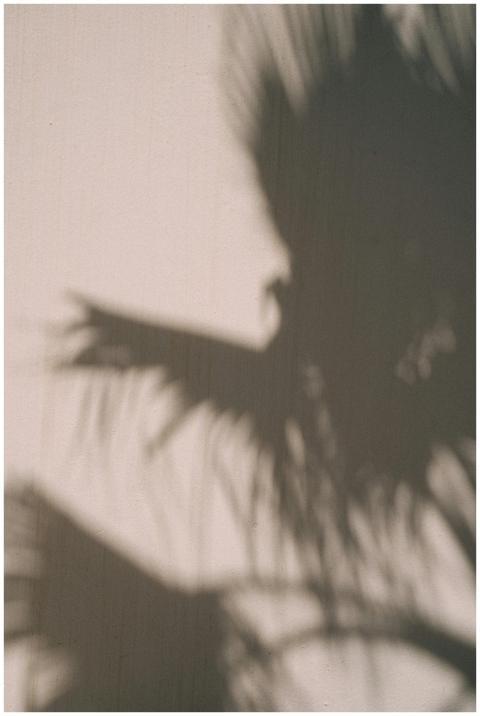 A soft, abstract depiction of palm leaf shadows ca