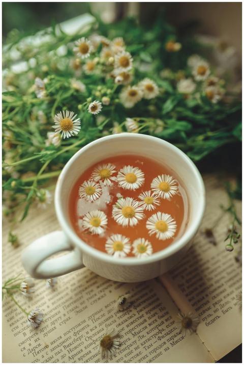 Cup of chamomile tea with fresh chamomile flowers