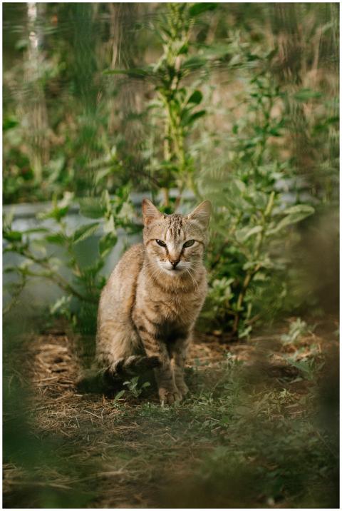 A wild cat sits amid lush greenery in Spain, showc