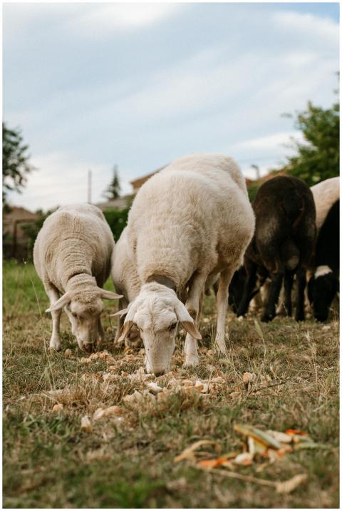 Sheep peacefully grazing on a sunny day in the Spa