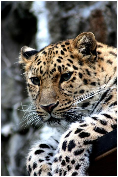 Stunning close-up of a leopard showcasing its eleg
